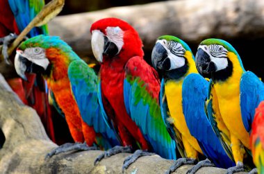 Focus of Blue and gold with green-winnged and scarlet macaws perching together clipart
