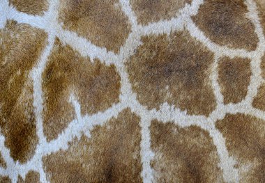 Güzel dokuda zürafa derisi desenleri