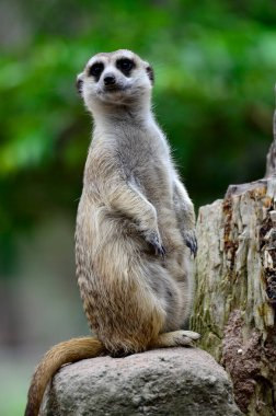 İyi görünümlü Mirket ya da Meercat ayakta durup düşmanı gözlemeye devam et.