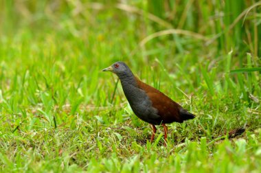 Siyah kuyruklu Crake 'in büyük eylemi