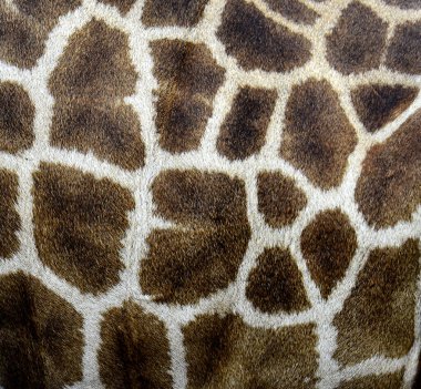 Büyük zürafa derisi desenleri