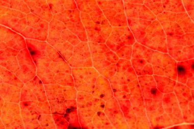 Büyük doku ve desen ya da kırmızı yaprak