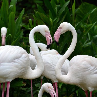 Büyük Flamingo (Phoenicopterus roseus) çok romantik kalp şeklinde