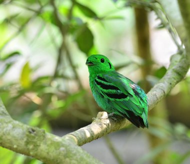 Green Broadbill, canlı yeşil renkli kuş, calptomena viridis, Tayland ve Asya kuşu