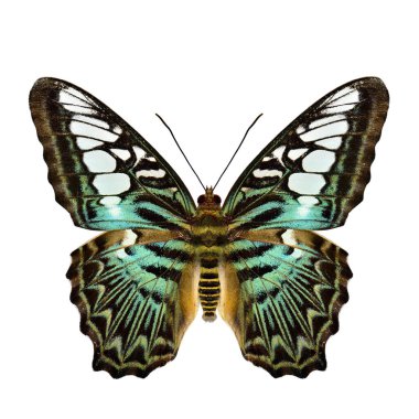 Beyaz arka planda izole edilmiş, altın çizgili vücut kelebeği olan yeşil kamuflaj (Parthenos sylvia))