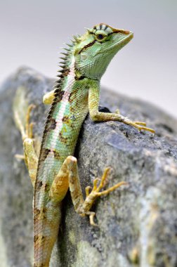 Yeşil ibikli kertenkele, Boulenger Uzun başlı kertenkele, kayanın üzerinde oturan sahte mikro kolepi.