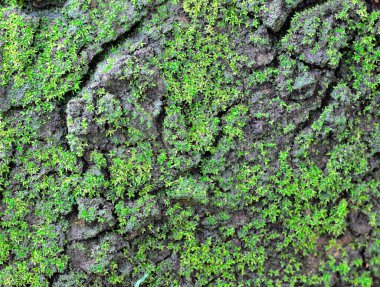 Güzel çatlak yüzey şekilli yeşil yosunlu kaya