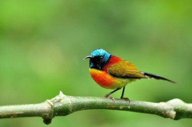 Yeşil kuyruklu bir Sunbird 'ün yakışıklı versiyonu.