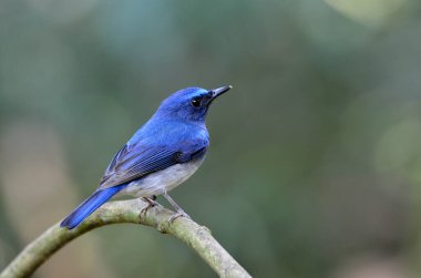 Bir daldaki Hainan Mavi Sinek Yakalayıcısı