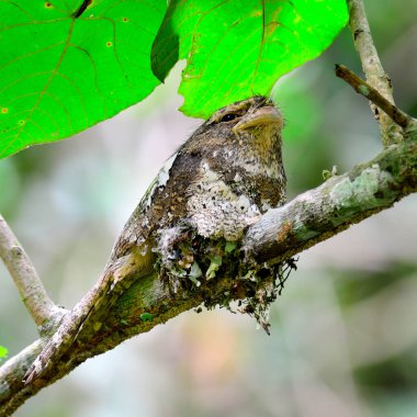 Javan Frogmouth, batrachostomus javensis, yuvada yumurtadan çıkan uyku anı, kuş, gece kuşu, 