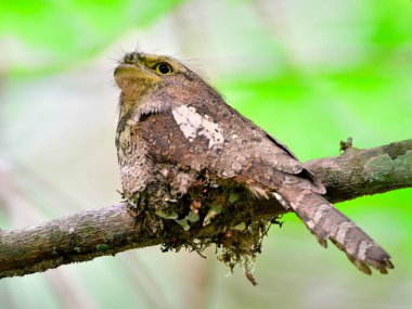 Javan Frogmouth, batrachostomus javensis, Yuvada yumurtadan çıkan büyük gözler, kuş, gece kuşu, 
