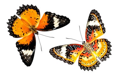 Leopar Lacewing kelebeği hem üst hem de alt kanat profili doğal renklerde.