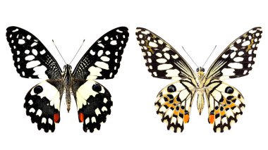 Beyaz arkaplanda hem üst hem de alt kanat profili olan doğal renklerde kireç kelebeği