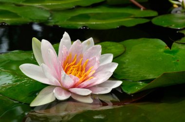 Nilüfer çiçeği yeşil yapraklarla ışığa maruz kalır.