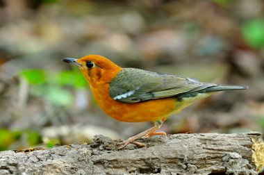 Güzel ve güzel turuncu ve gri kuş, Turuncu başlı Thrush, Zoothera citrina