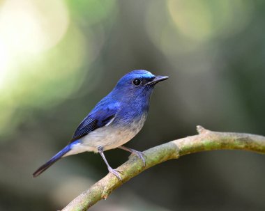 Güzel mavi kuş, hainan mavisi sinekkapan kuşu Bokeh arka planda