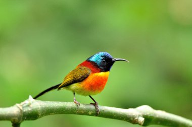 Temiz bir arkaplanda güzel ve yakışıklı yeşil kuyruklu bir Sunbird.