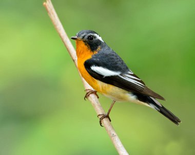 Mugimaki Flycatcher, açık yeşil arka planda tünemiş sarı göbek kuşu (Ficedula mugimaki).