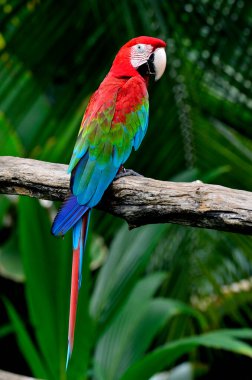 Nice back profile of Green-winged Macaw perching on the branch clipart