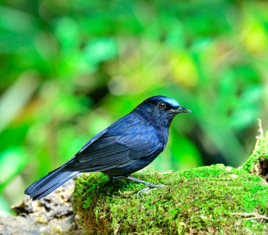 Güzel Mavi kuş, erkek beyaz kuyruklu Robin, yosunlu kayanın üzerinde duruyor (Cinclidium lucurum)