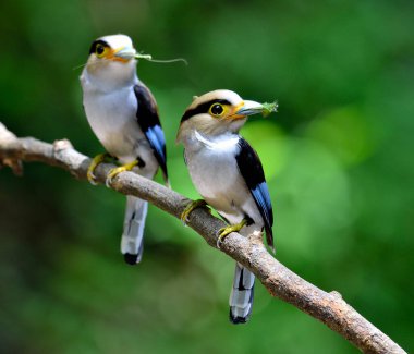 Güzel bir çift gümüş göğüslü Broadbill, ebeveynlik, Serilphus Lunatus, dalda büyük detaylarla paylaşım, kuş ayrıntıları,