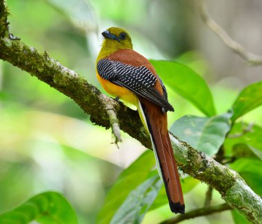 Portakal göğüslü Trogon. Güzel sırt detayları ve temiz bir geçmişi olan dala yapışmak. Doğadaki kuş, Harpactes oreskios.