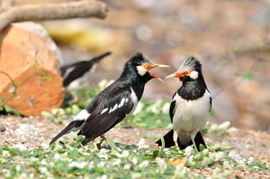 Asya Pied Starling birbiriyle savaşıyor.