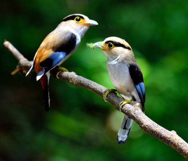 Gümüş göğüslü Broadbill çifti, ebeveynlik, Serilphus Lunatus, dalda büyük detaylarla paylaşım, kuş.