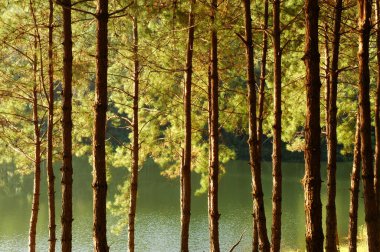 Çam ormanı. Sanat eserleri için ışıklandırma ve dokuma ile harika bir arka plan.