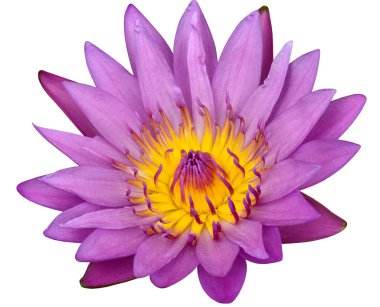 Beyaz arkaplanda pembe nilüfer çiçeği ya da sulu zambak izole