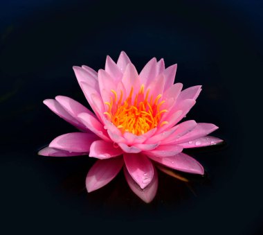 Pembe Nilüfer Çiçeği ya da Su Damlaları Patentlerinde