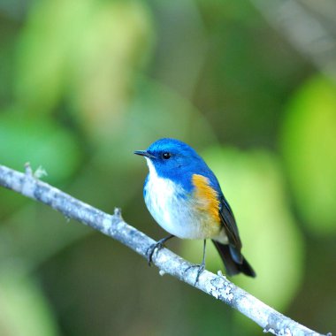Mavi Kuş Himalaya Bluetail 'i (Tarsiger rufilatus) veya Turuncu kanatlı Bush Robin