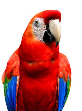 Kırmızı papağan kuşu beyaz arka planda izole edilmiş, kırmızı papağan kuşu.