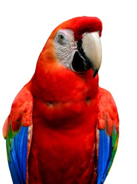 Kırmızı Macaw kuşu beyaz arkaplanda izole edildi