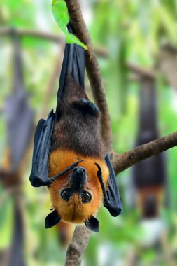 Korkunç Büyük Yarasa ya da Asılı Uçan Tilki ve arkada bir sürü kişi var.