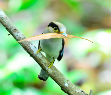 Gümüş göğüslü Broadbill yuvalanmak için malzeme taşıyor, Serilphus Lunatus, dalda büyük detaylarla paylaşıyor, kuş gibi.