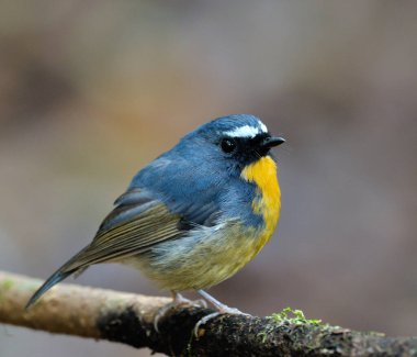 Karlı kaşlı sinekkapan, ficedula hyperythra, dalına tünemiş büyük detaylar, kuş