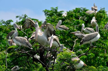 Spot-biledl pelikan, pelecanus philippensis, ağaçta tüneme
