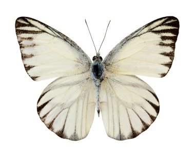 Çizgili Albatros Kelebeği (appais olferna swinhow) beyaz arkaplanda izole edilmiş üst kanat profili