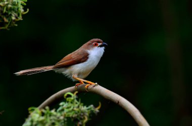 Sarı gözlü geveze, siyah arka planda kırmızı gözlü güzel bir kuş.
