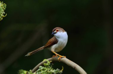 Sarı gözlü geveze, siyah arka planda kırmızı gözlü güzel bir kuş.