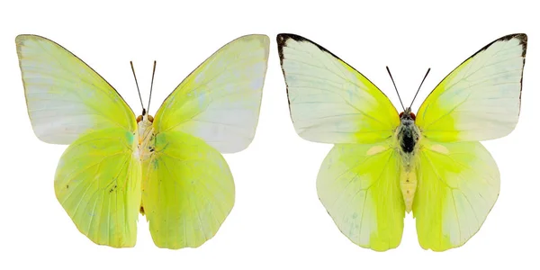 Mariposa Col Mariposa Amarilla Perfil Las Alas Superior Inferior Aislado —  Fotos de Stock