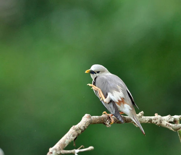 Ptak Szpakowy Sturnus Malabaricus Ogonem Kasztana Wykazujący Nogi Zabawnymi Działaniami — Zdjęcie stockowe