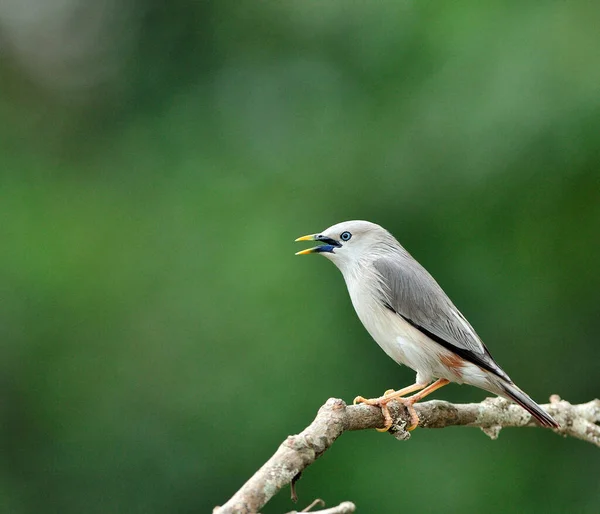 Kastanjestaartspreeuw Sturnus Malabaricus Zittend Tak Met Mooie Groene Achtergrond — Stockfoto