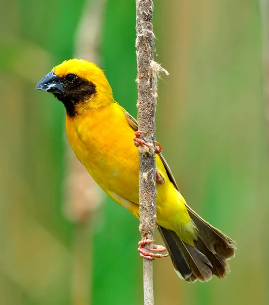 Großaufnahme Des Asiatischen Goldwebermännchens Brütenden Federkleidvögeln Ploceus Hypoxanthus — Stockfoto