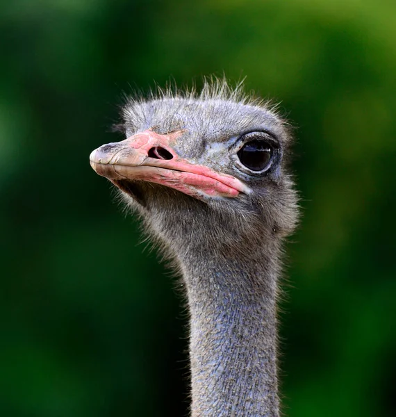 Primer Plano Cabeza Avestruz Con Los Ojos Afilados — Foto de Stock