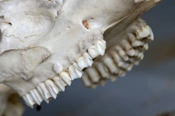 Closeup teeth of giraffe skull skeleton
