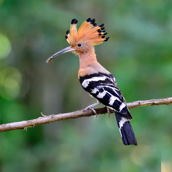 Common Hoopoe Eurasian Hoopoe Bird Having Insect Mouth Feeding Its — Stock Photo, Image