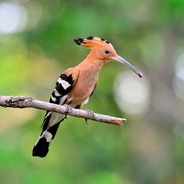 Wiedehopf Oder Eurasischer Wiedehopf Mit Insekt Maul Seine Küken Nest — Stockfoto