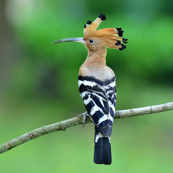 Common Hoopoe Eurasian Hoopoe Bird Having Show Its Back Feathers — Stock Photo, Image